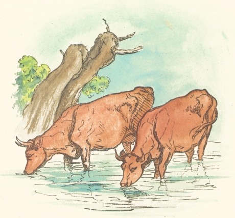 Drawing of Cows