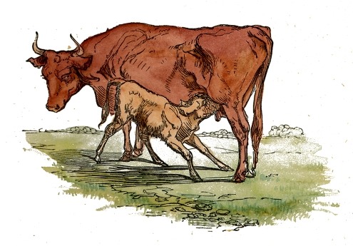 Mother & Calf Drawing