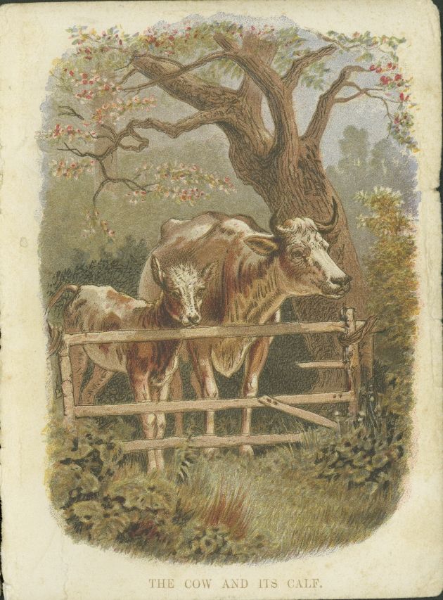 Cow & Calf Drawing