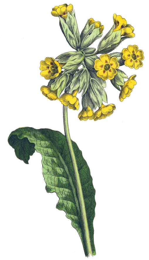 Yellow Cowslip Drawing