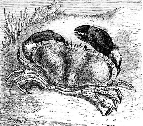 Crab Drawing