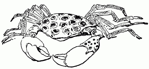 Crab Drawing