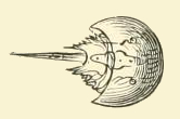 Horseshoe Crab Drawing