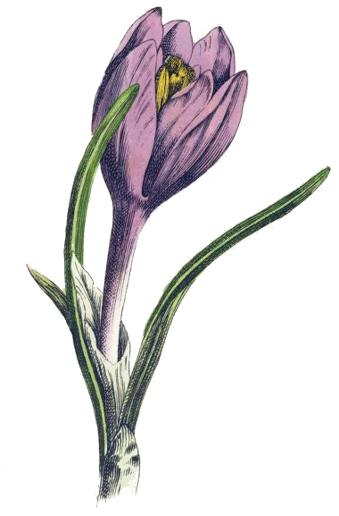 Purple Crocus Drawing