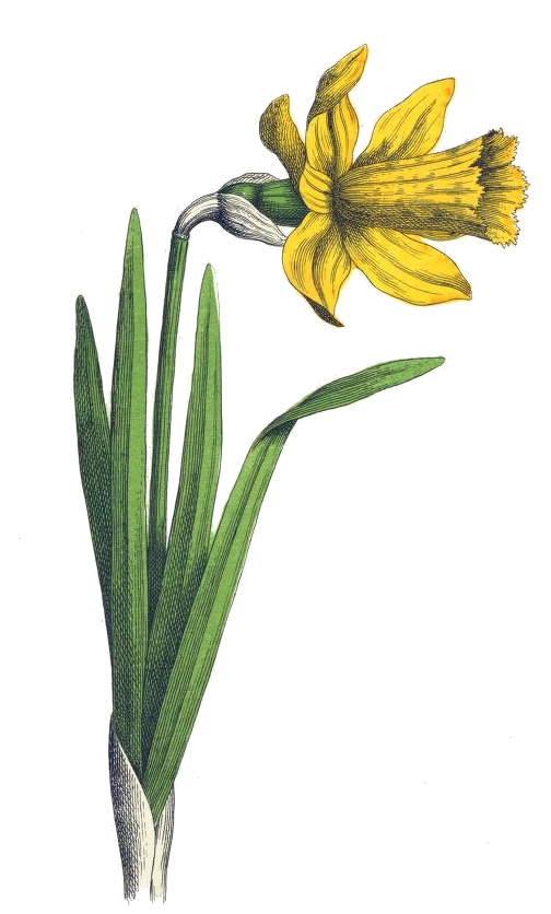 Daffodil Drawing