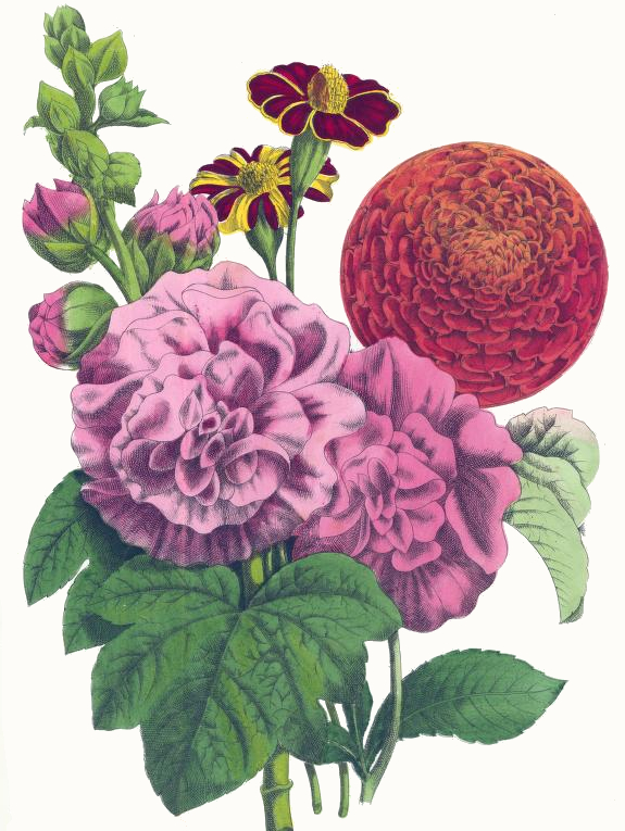 Hollyhocks, Dahlia and Marigolds