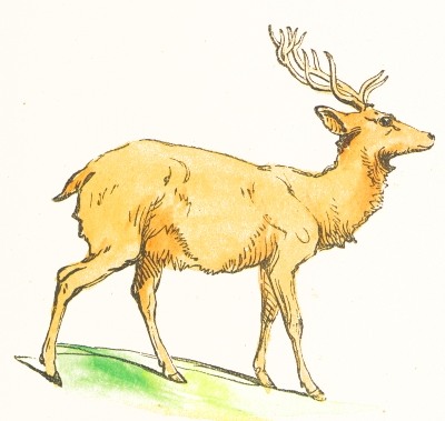 Clip Art Deer Drawing