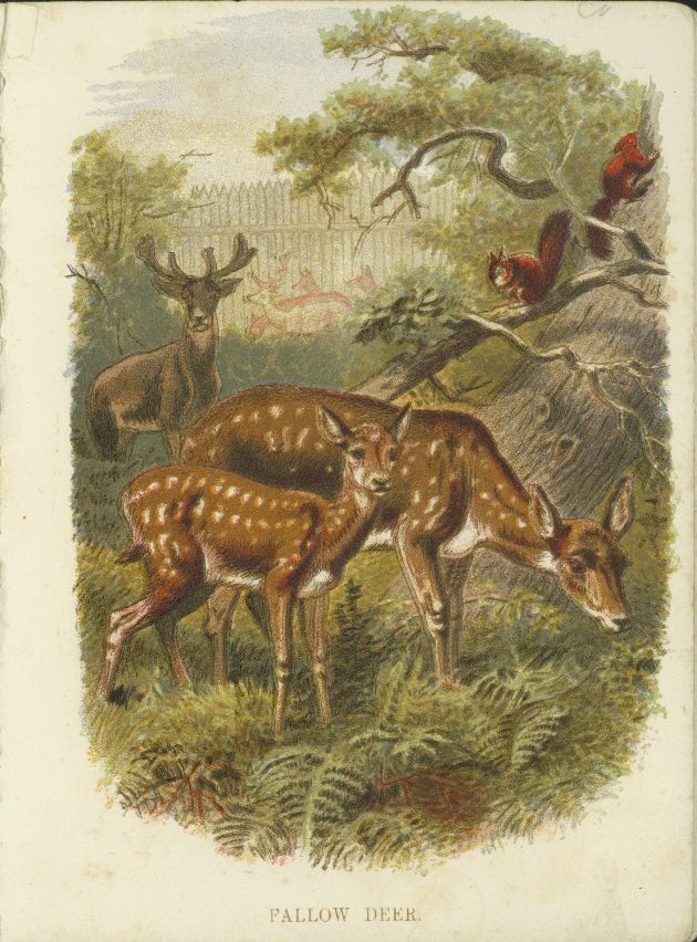 Deer Family Drawing