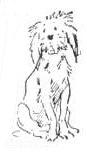 Sketched Dog