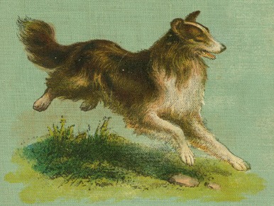 Collie on the Run