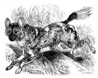 African Wild Dog Picture