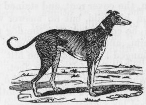 Greyhound Drawing