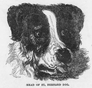 St Bernard Portrait