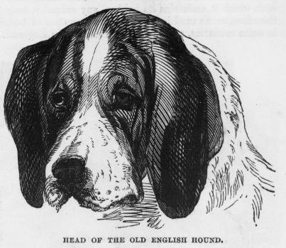 English Hound Portrait