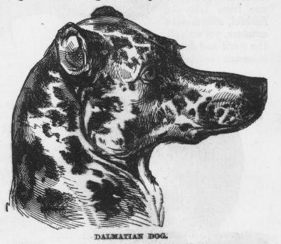 Dalmatian Pet Portrait