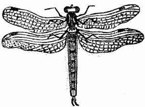 Dragonfly Drawing