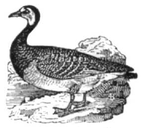 Black & White Goose Image