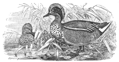 Drawing of a Teal Duck
