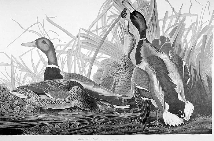 Mallard Ducks Drawing