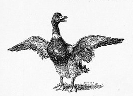 Mallard Duck Drawing