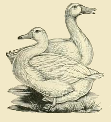 Aylesbury Duck Drawing