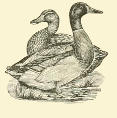 Rouen Duck Drawing