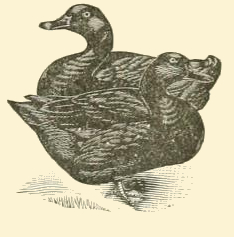 Cayuga Duck Drawing