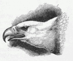 Eagle Head Drawing