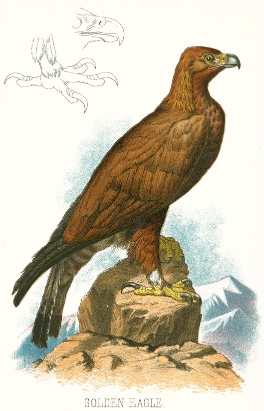Golden Eagle Illustration