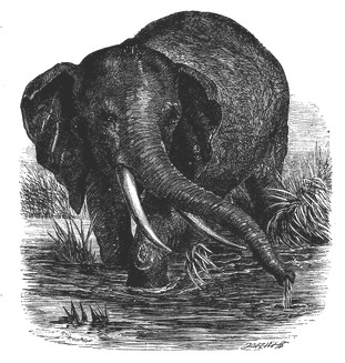 Large Elephant Image