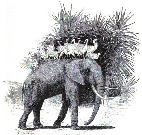 Elephant & Birds