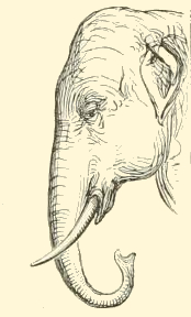 Elephant Head