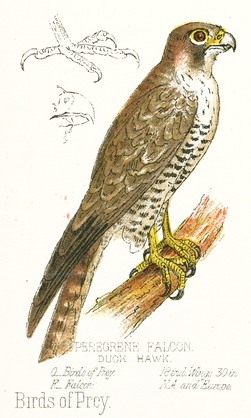 Peregrine Falcon Drawing