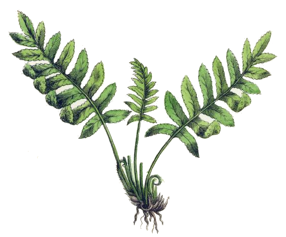 Vintage Fern Drawing