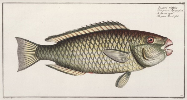 Scarus Viridis Fish Drawing