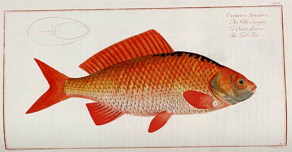 Cyprinus acratus Fish Drawing