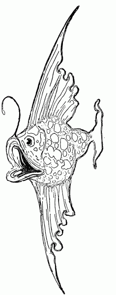 Vintage Fish Drawing