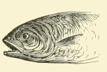 Salmon Head Drawing