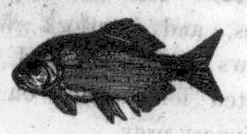 Black and White Fish Image