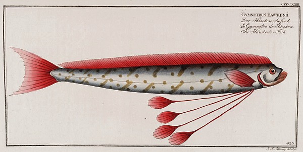 Hawken's Fish Drawing