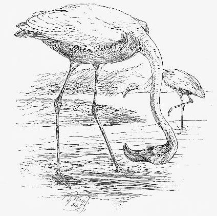 Flamingo Drawing