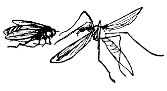 A Pair of Flies