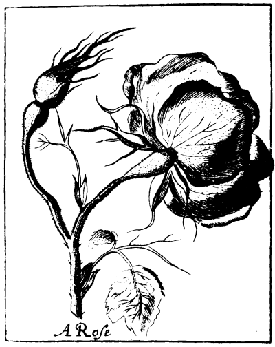 Black & White Rose