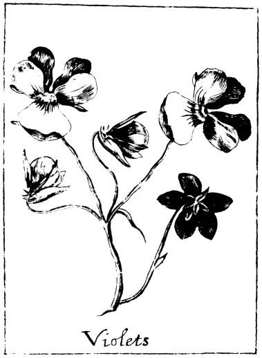 Black & White Violets