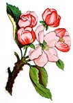 Apple Blossoms