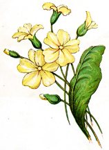 Yellow Flowers