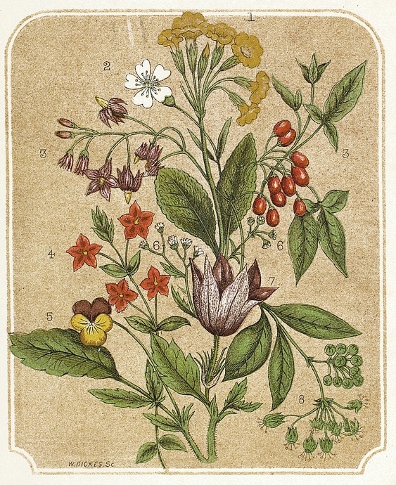 Floral Book Plate