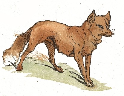 Red Fox Drawing