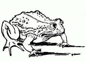 Large Frog Drawing
