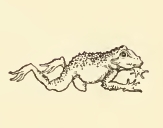 Small Frog Drawing